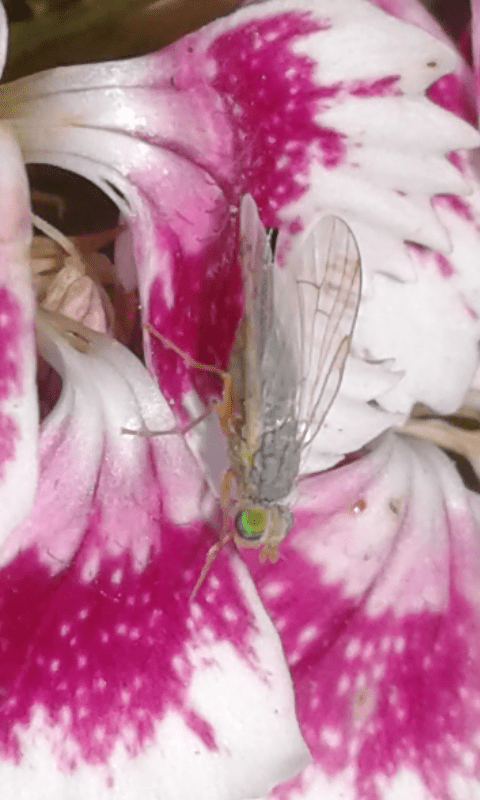 Tephritidae : Acanthiophilus helianthi?